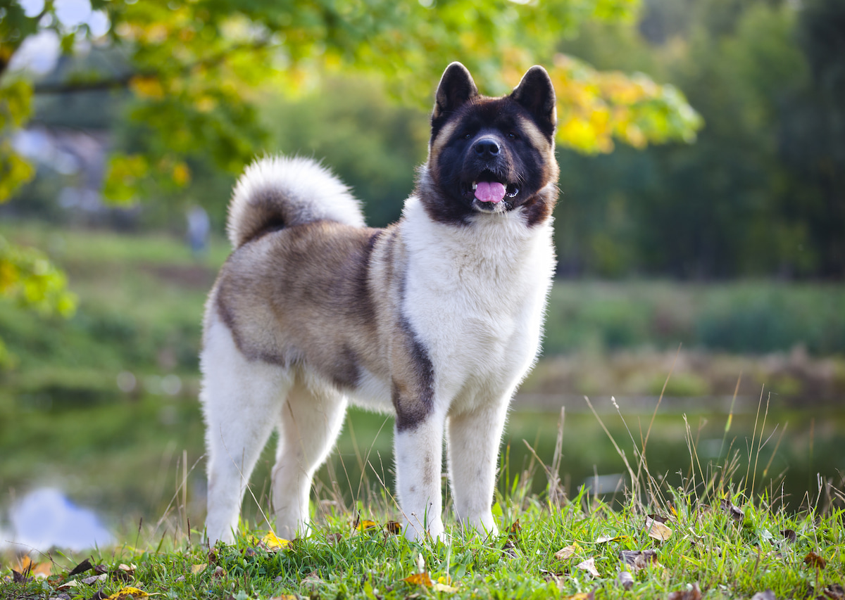 Photo de Akita américain prise par null