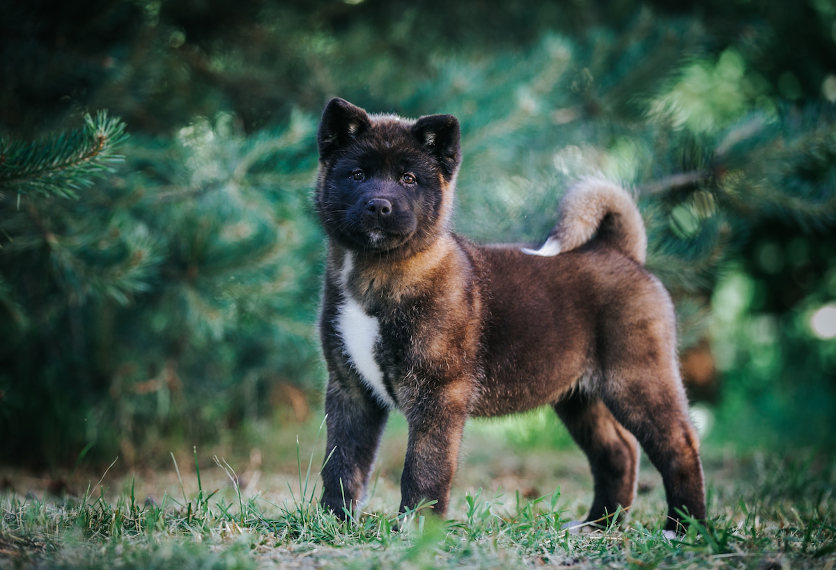 Photo de Akita américain prise par null