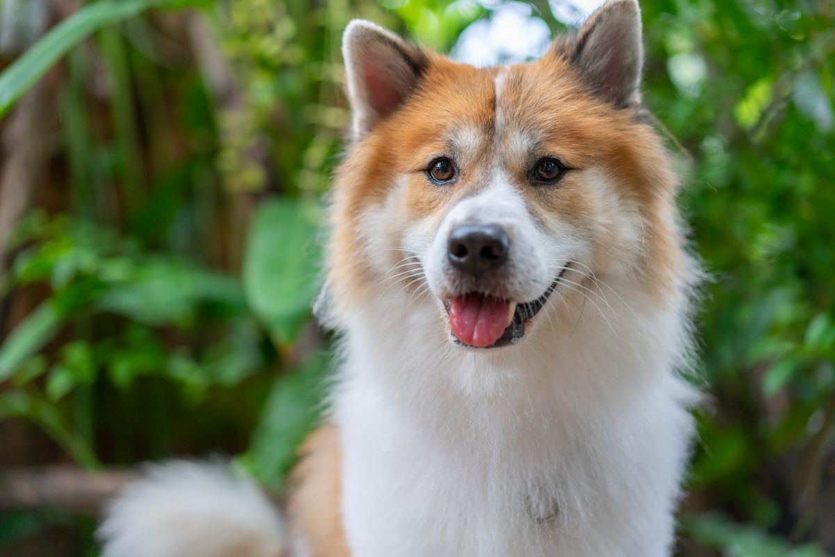 Photo de Bangkaew thaïlandais prise par null