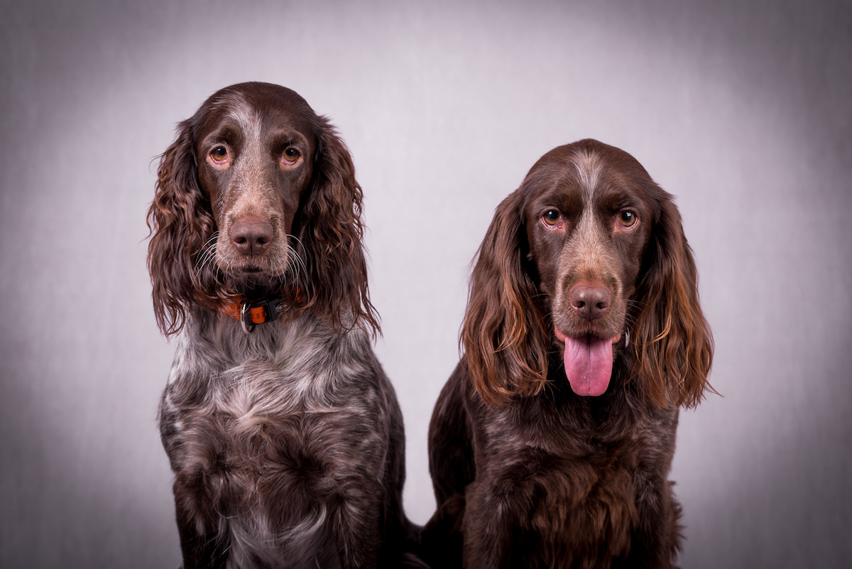 Photo de Chien d'oysel allemand
