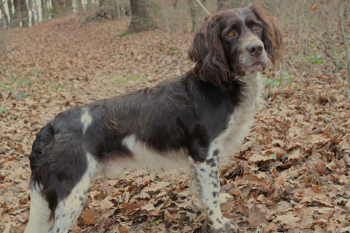 Photo de Chien d'oysel allemand prise par null