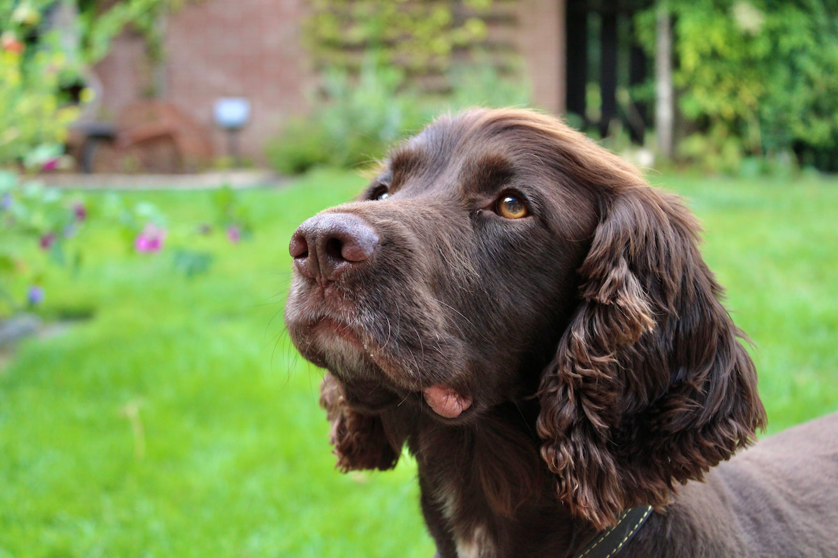 Photo de Chien d'oysel allemand prise par null