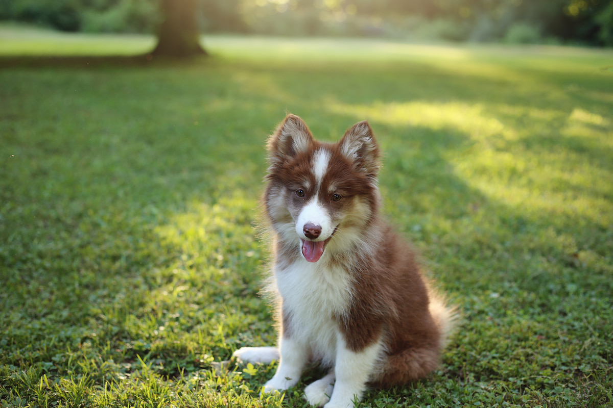 Photo de Pomsky prise par null
