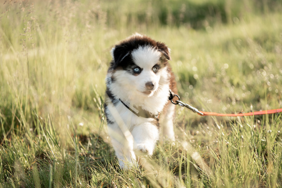 Photo de Pomsky prise par null