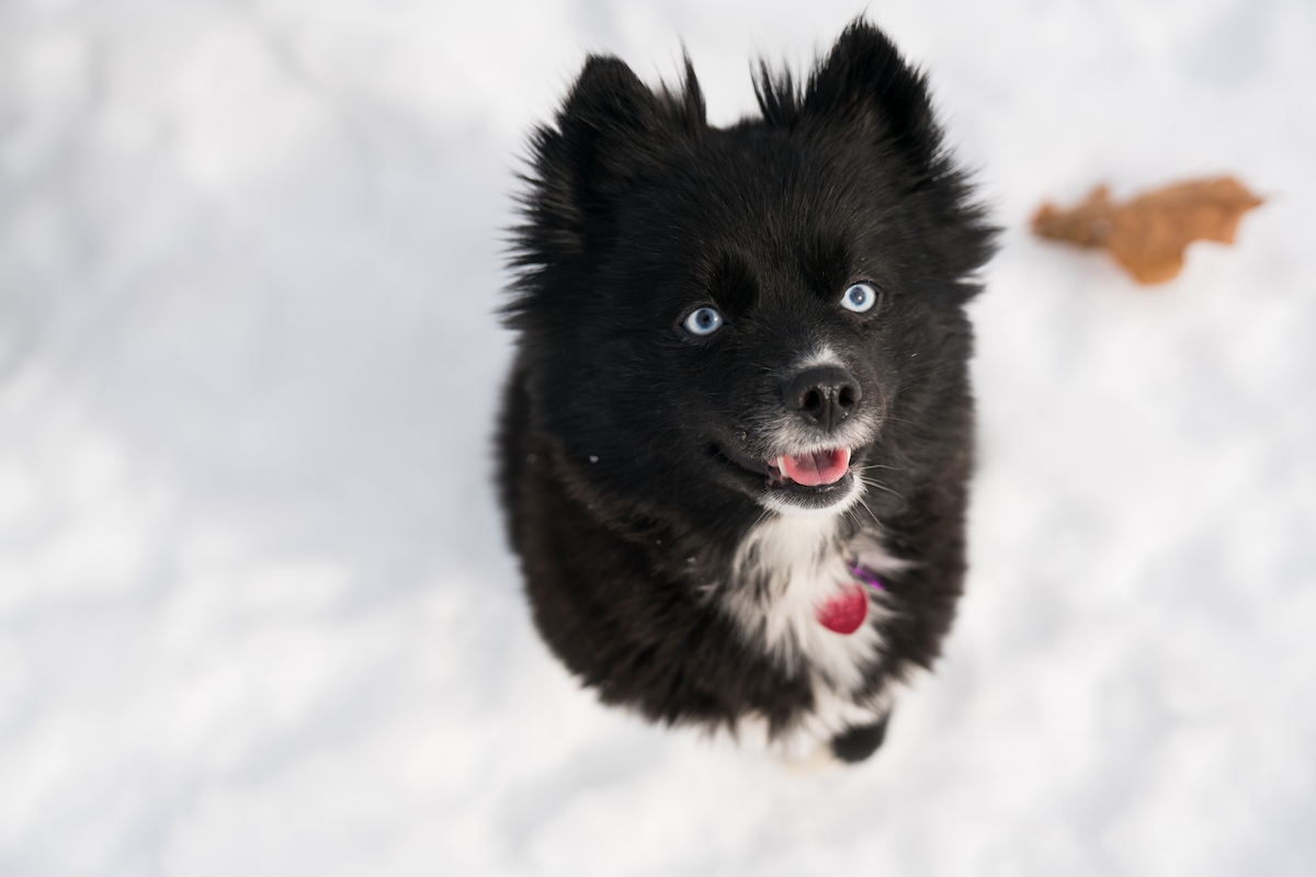 Photo de Pomsky prise par null