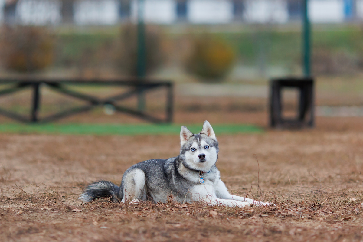 Photo de Pomsky prise par null