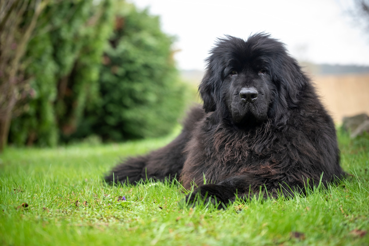 Photo de Terre neuve