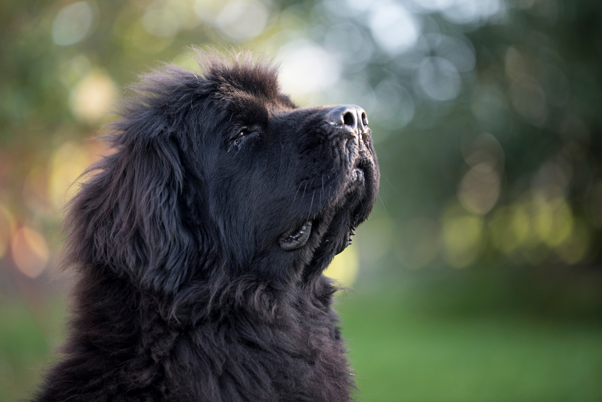 Photo de Terre neuve prise par null