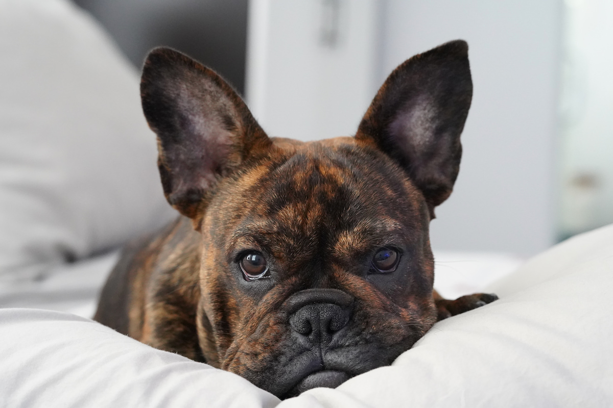 Photo de Bouledogue français prise par null
