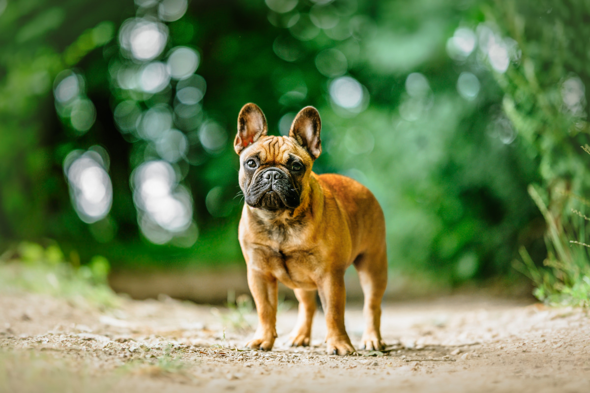 Photo de Bouledogue français