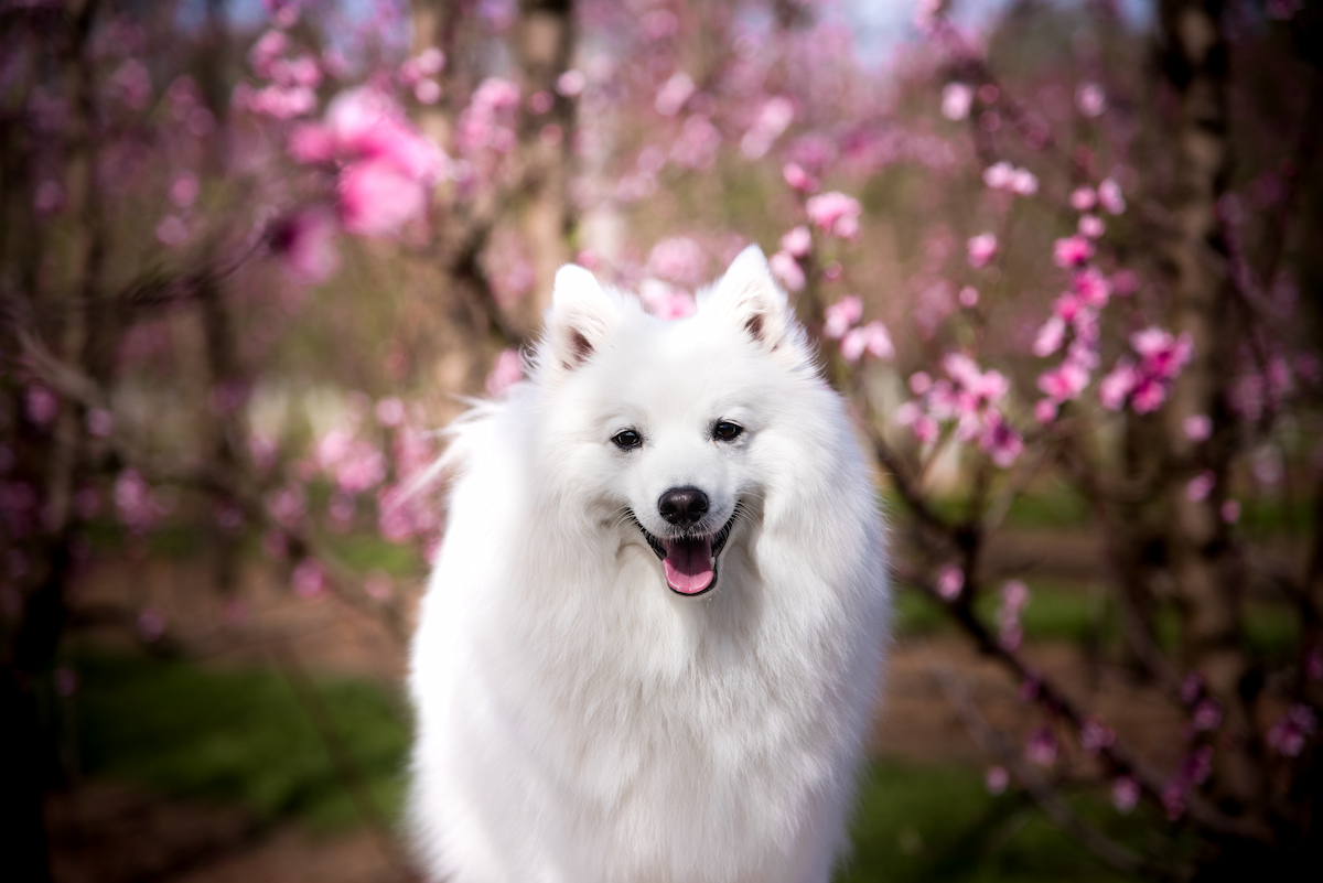 Photo de Spitz japonais