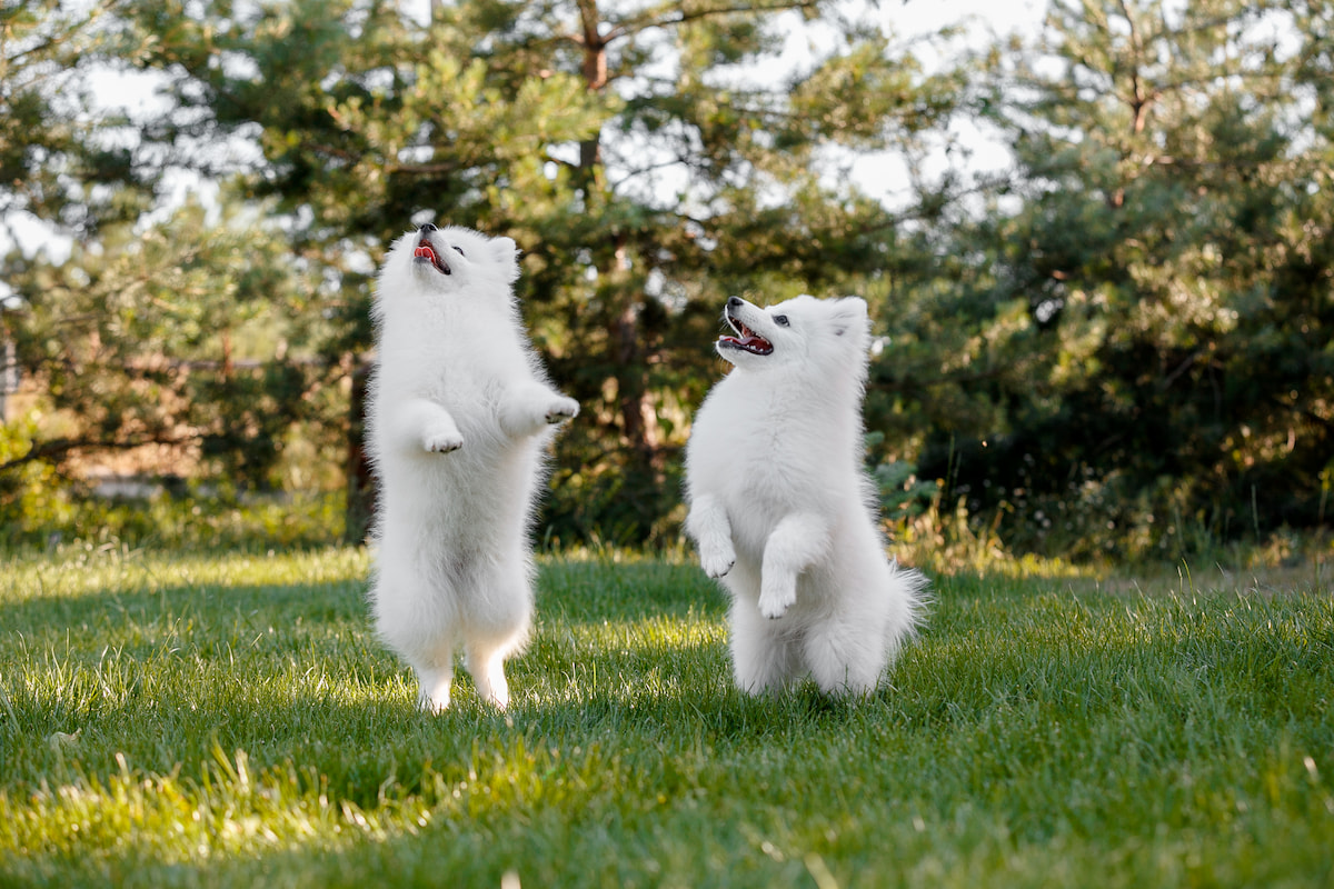 Photo de Spitz japonais prise par null
