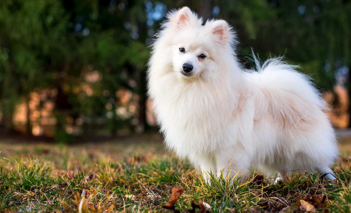 Photo de Spitz japonais prise par null