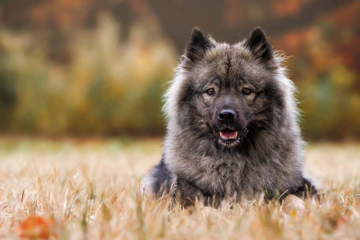 Photo de Eurasier prise par null