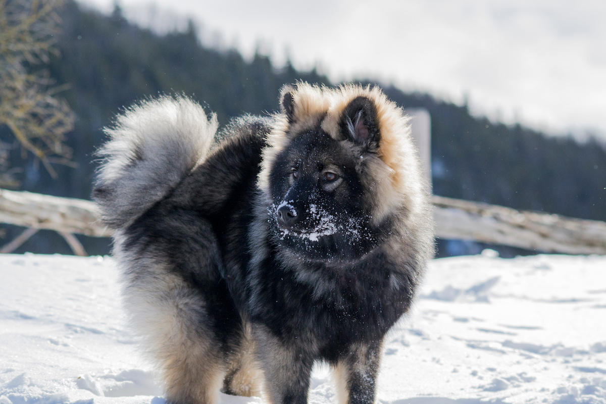 Photo de Eurasier prise par null