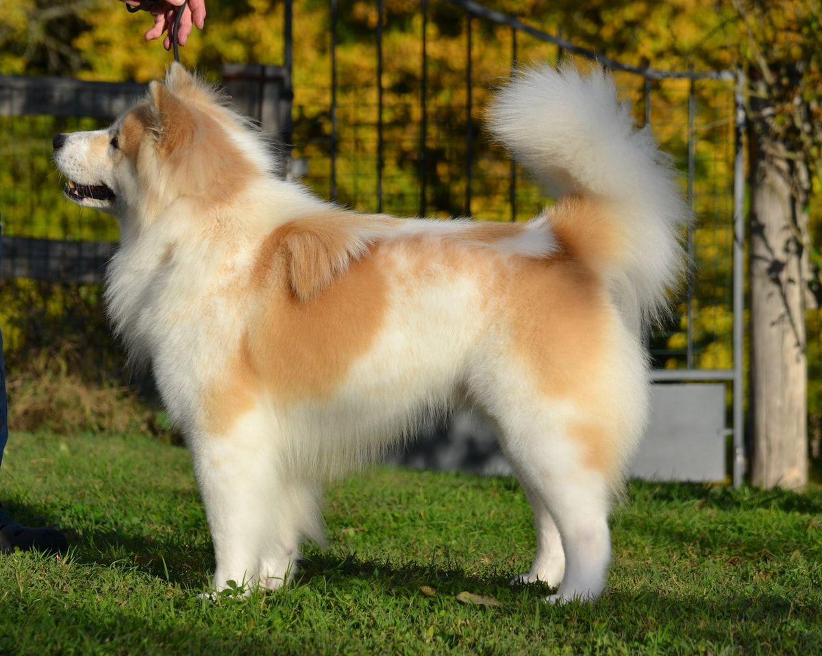 Photo de Bangkaew thaïlandais prise par null