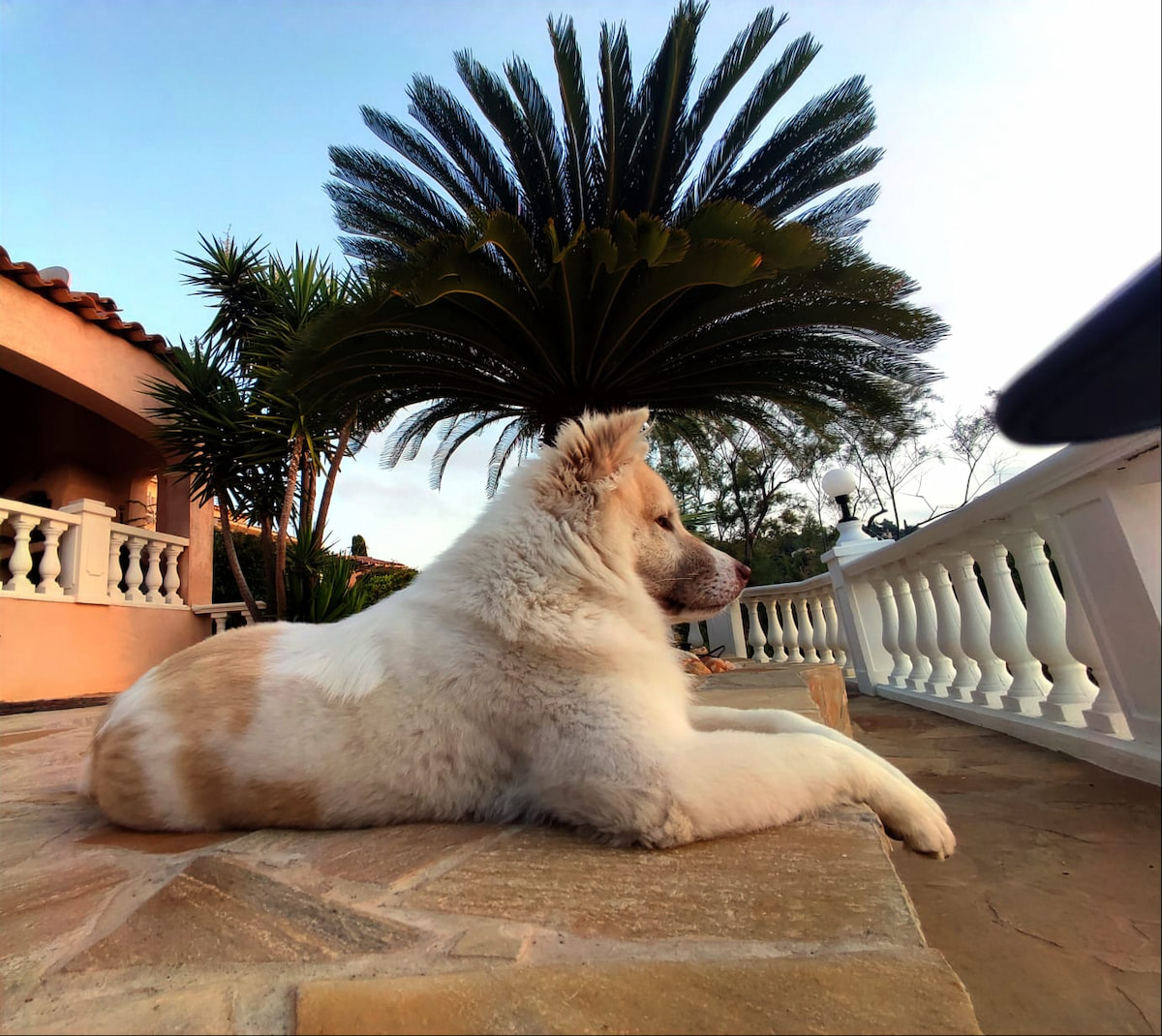 Photo de Bangkaew thaïlandais prise par null