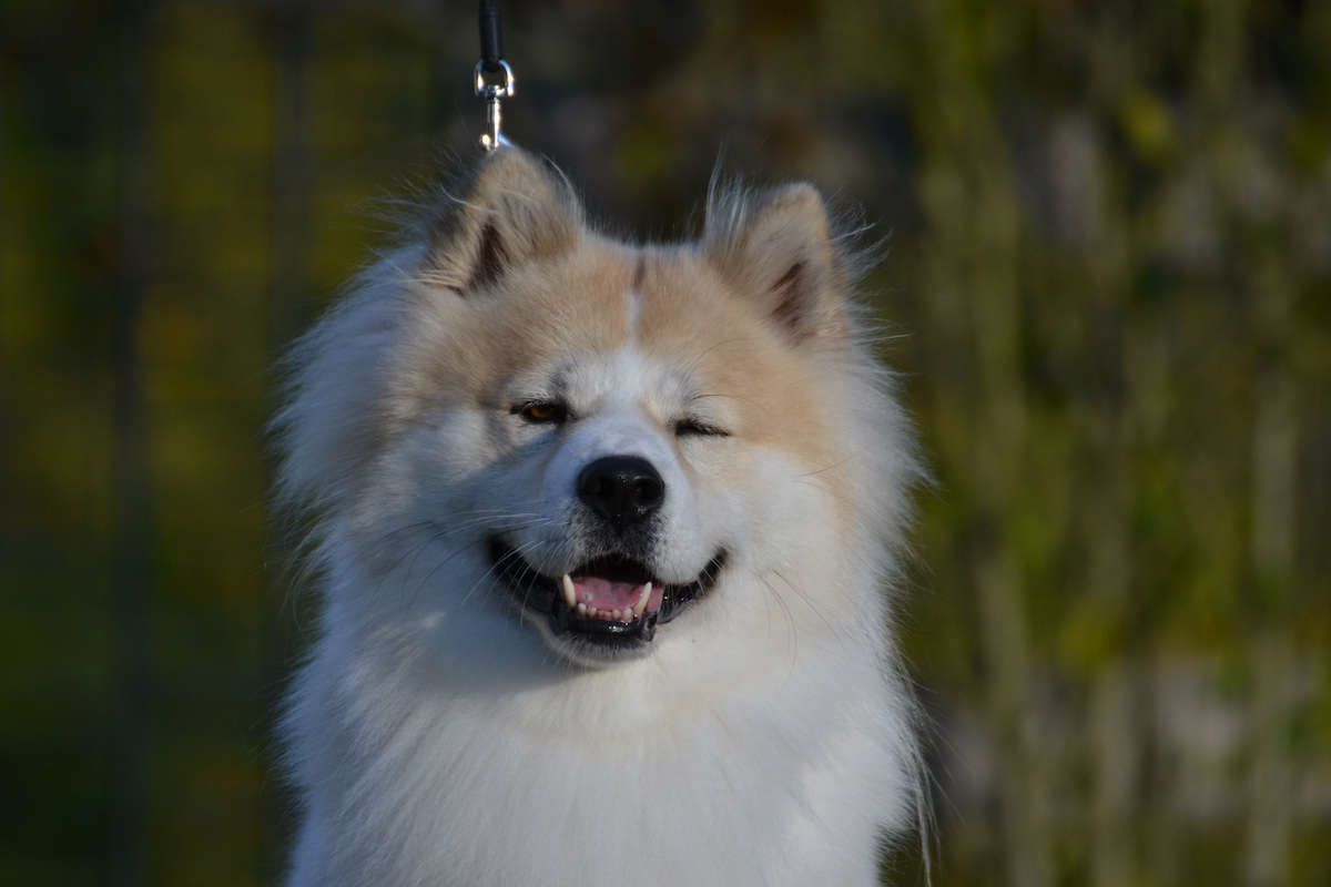 Photo de Bangkaew thaïlandais prise par null