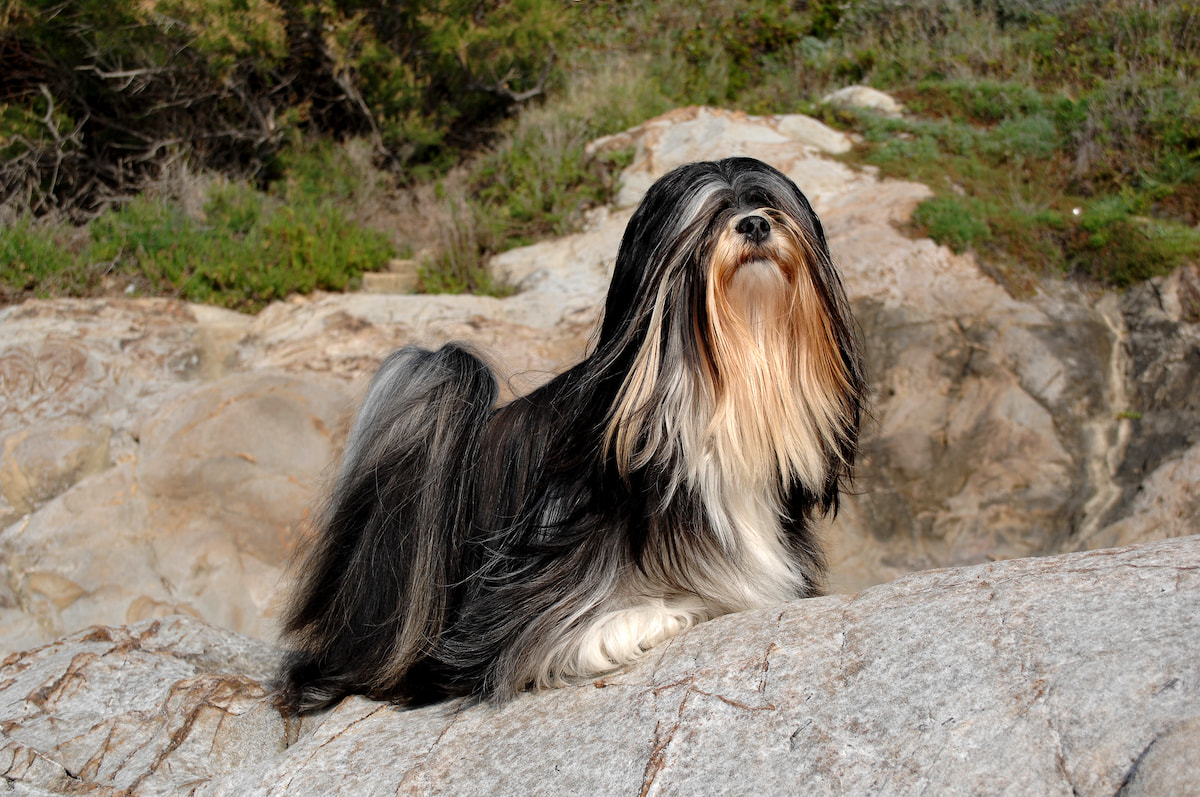 Photo de Lhassa apso