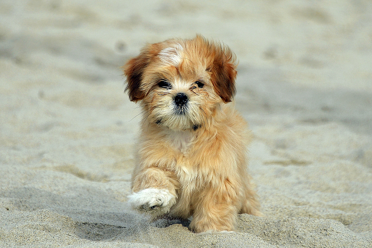 Photo de Lhassa apso prise par null