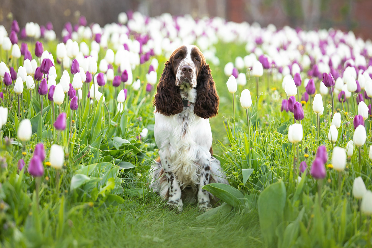 Photo de Springer spaniel