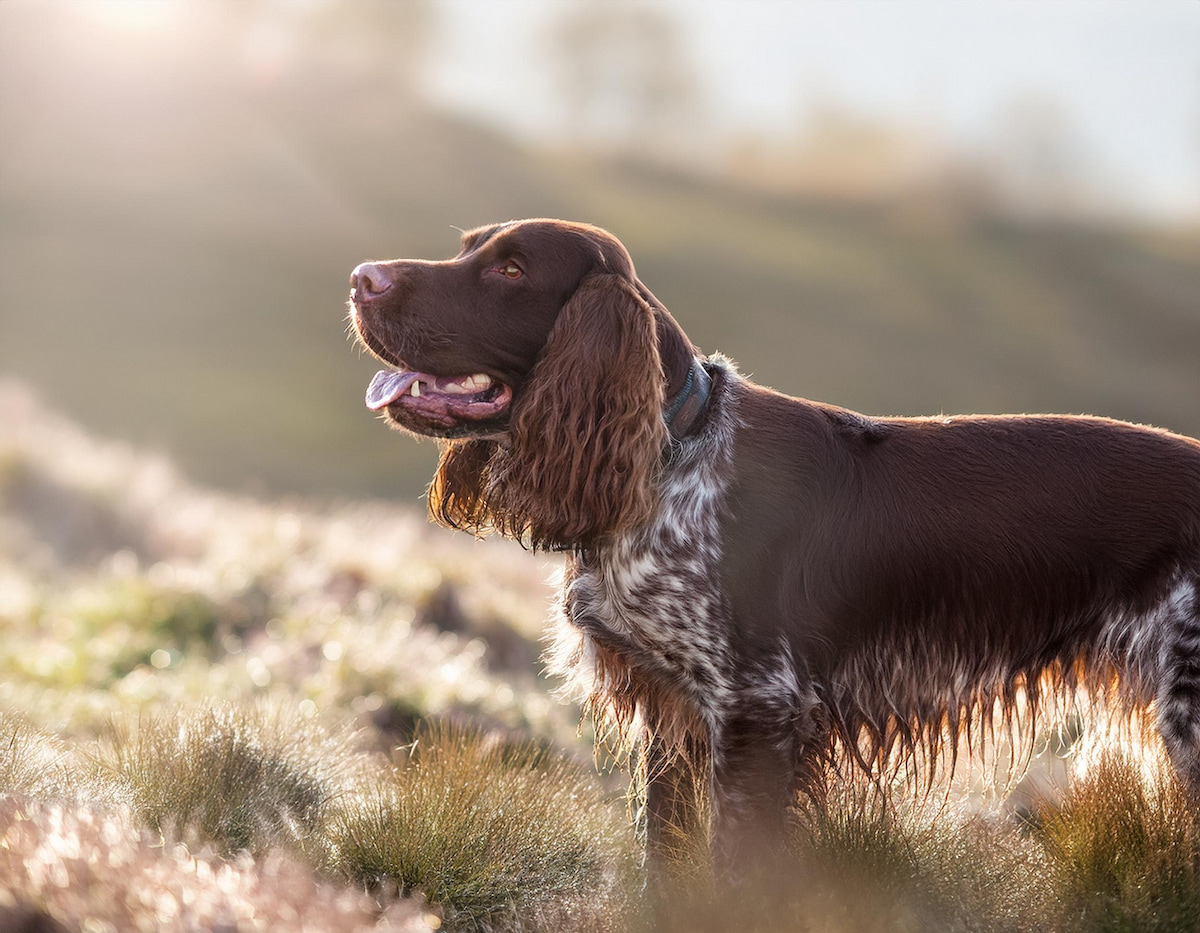 Photo de Springer spaniel prise par null