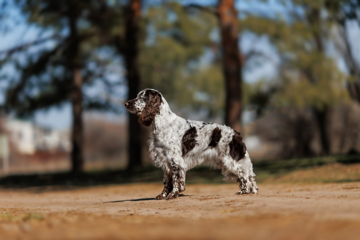 Photo de Springer spaniel prise par null