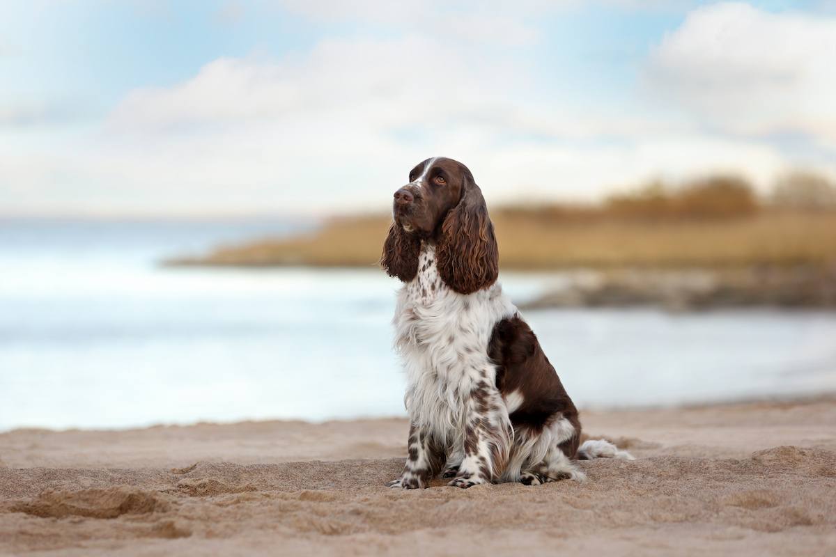Photo de Springer spaniel prise par null