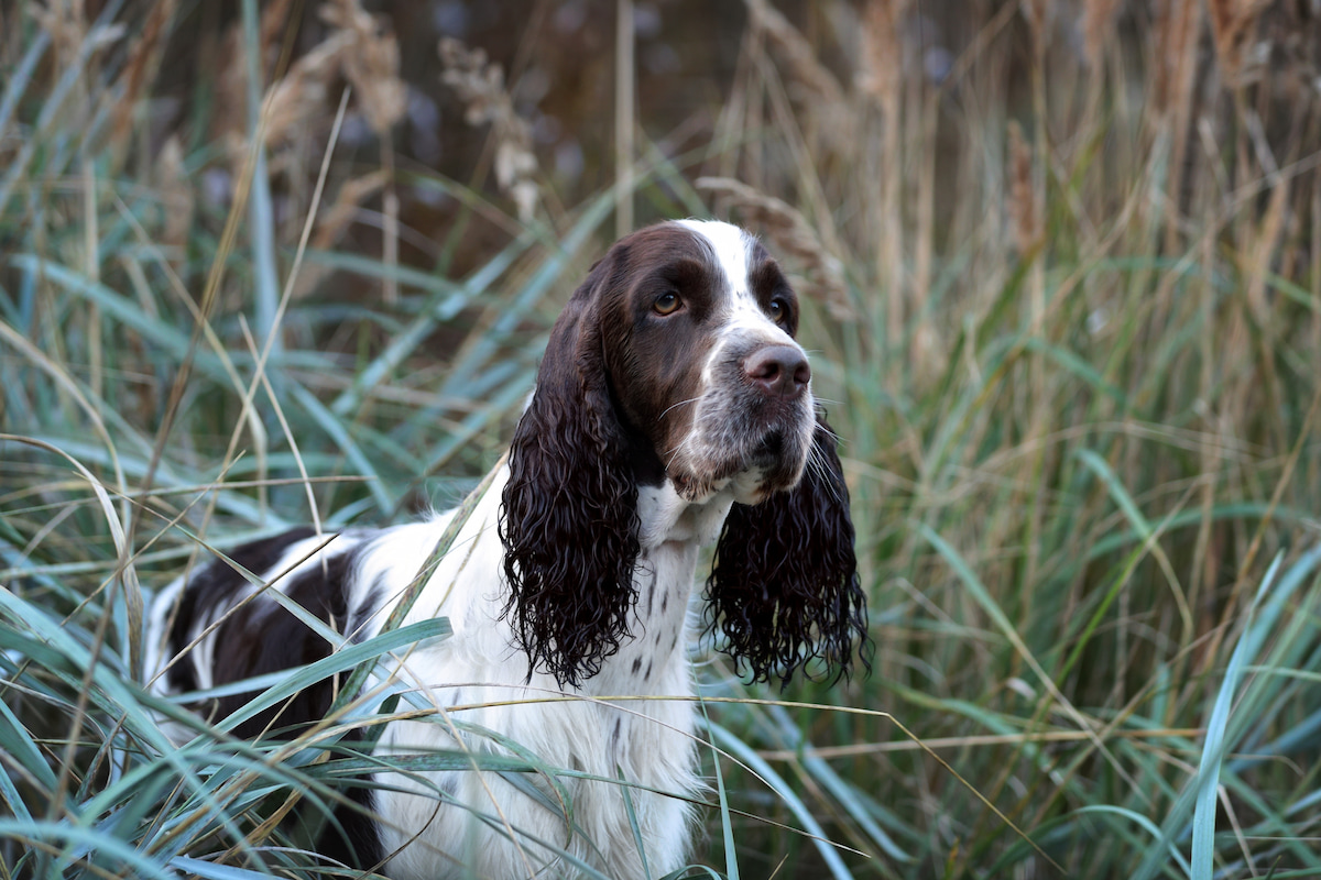 Photo de Springer spaniel prise par null