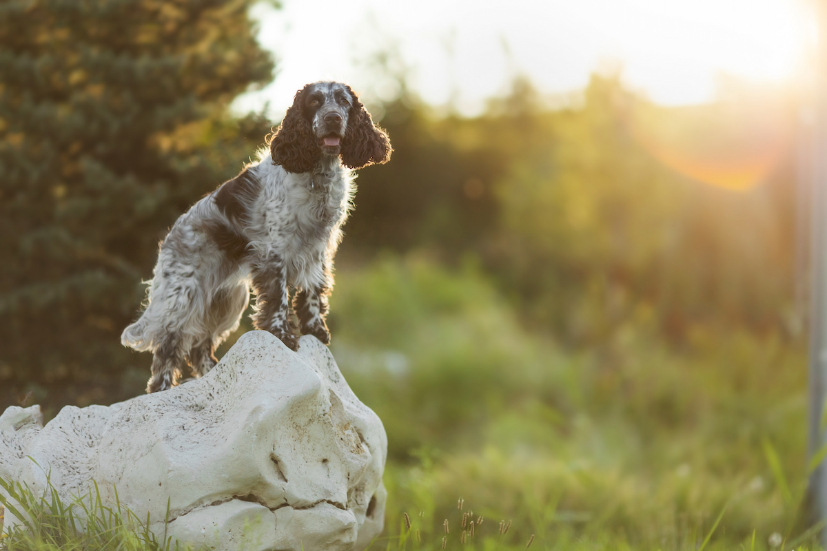 Photo de Springer spaniel prise par null