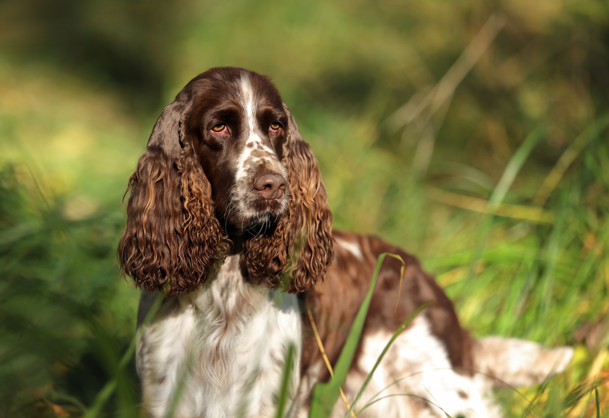 Photo de Springer spaniel prise par null