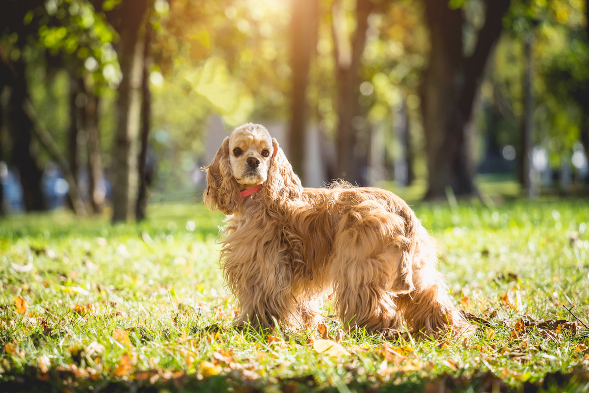 Photo de Cocker américain prise par null