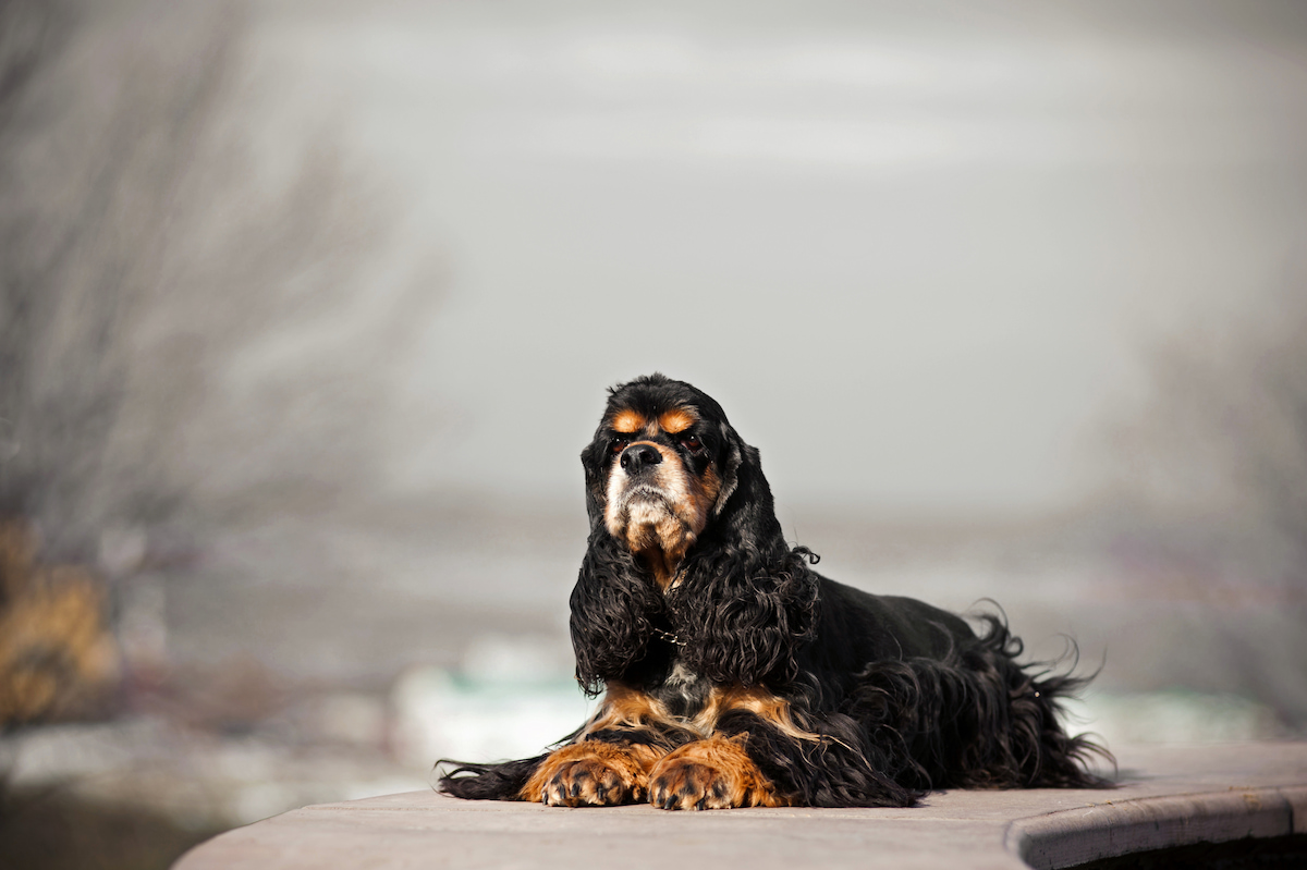 Photo de Cocker américain prise par null