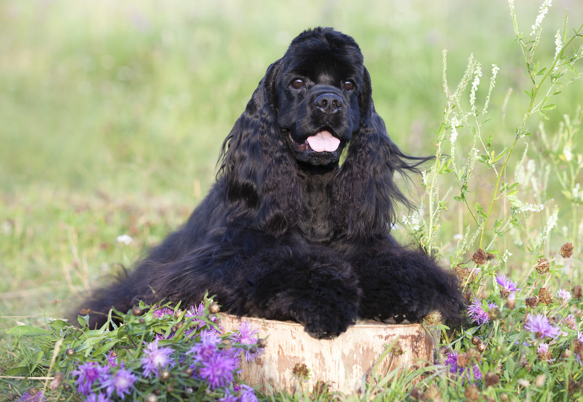 Photo de Cocker américain prise par null