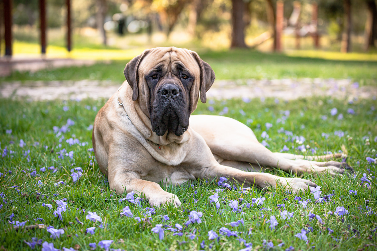 Photo de Mastiff