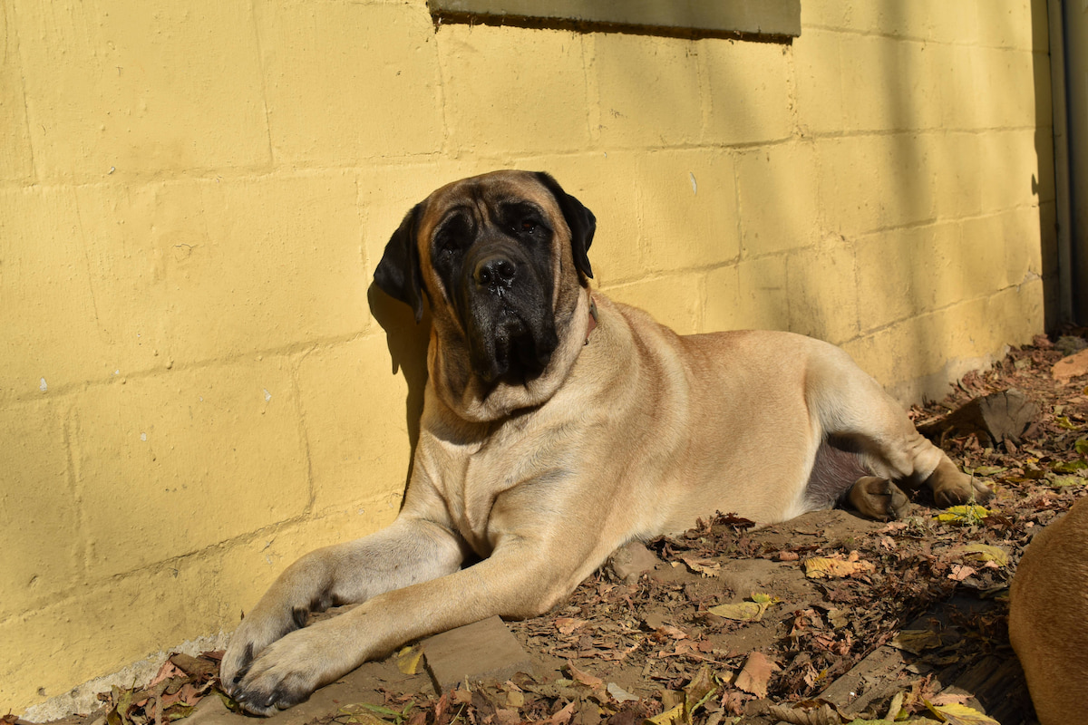 Photo de Mastiff prise par null