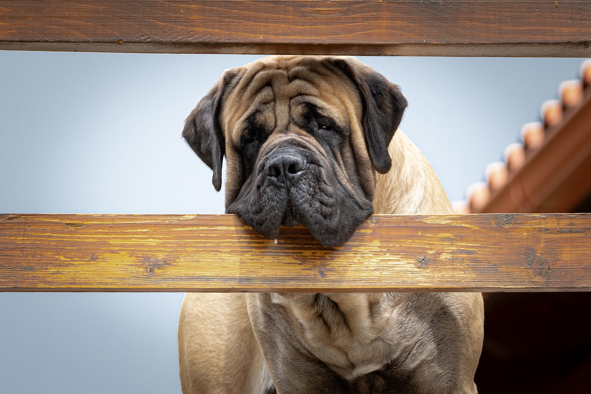 Photo de Mastiff prise par null