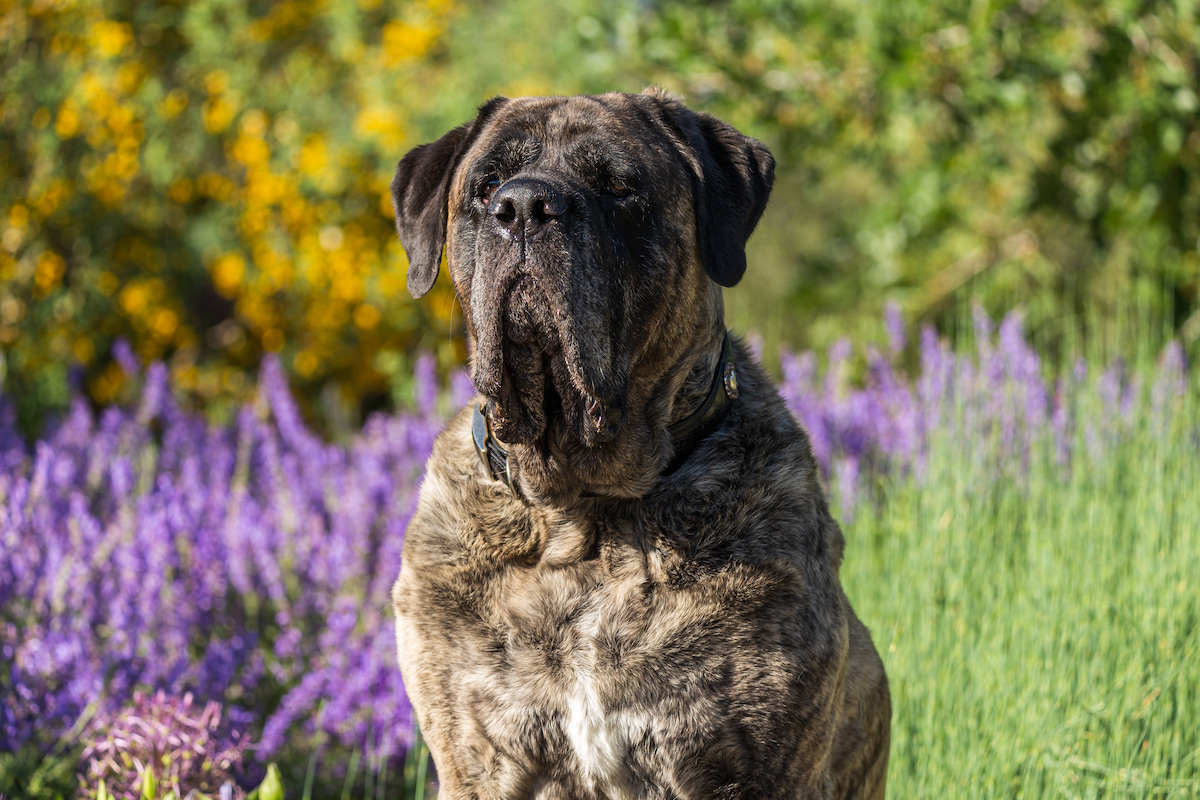Photo de Mastiff prise par null