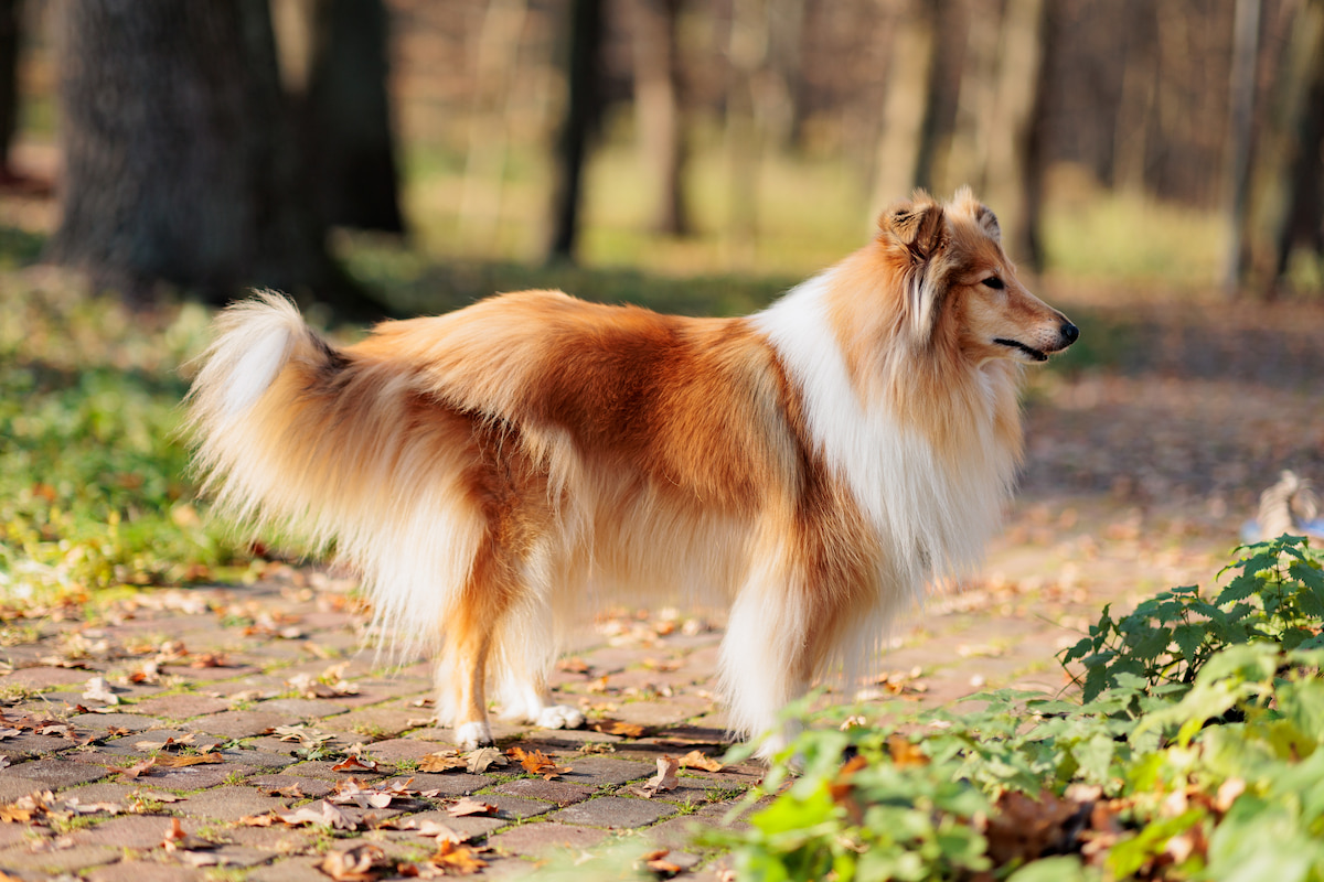 Photo de Colley prise par null