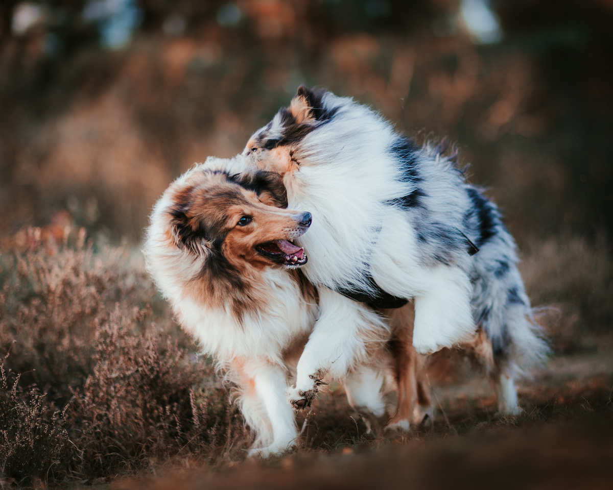 Photo de Colley prise par null