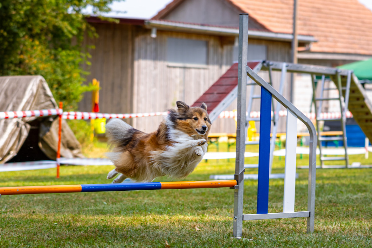 Photo de Berger des shetland prise par null