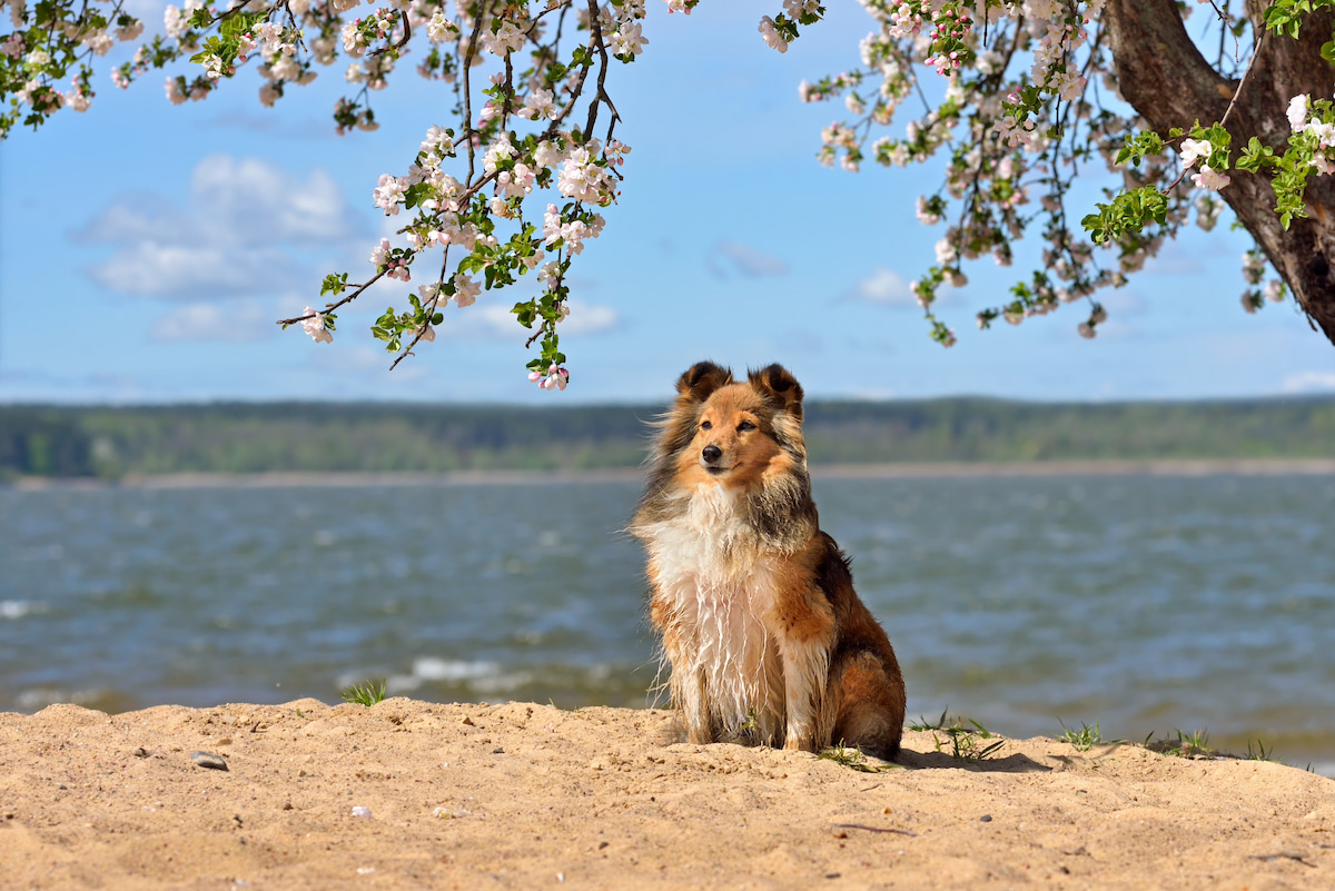 Photo de Berger des shetland prise par null