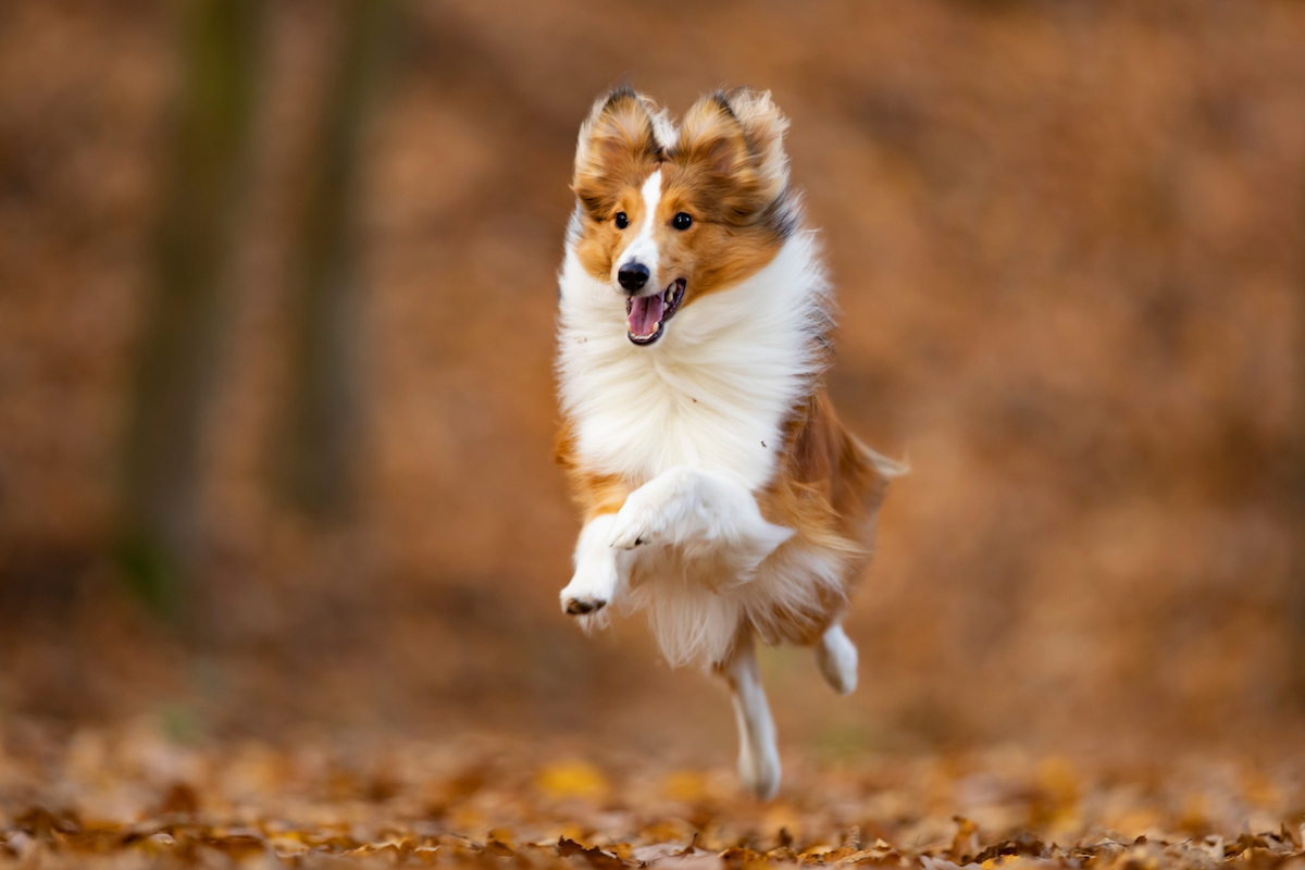 Photo de Berger des shetland prise par null