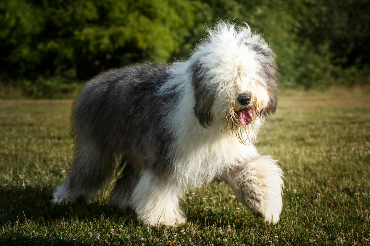 Photo de Bobtail prise par null