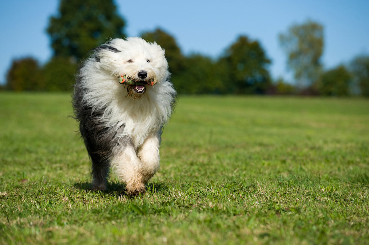Photo de Bobtail prise par null