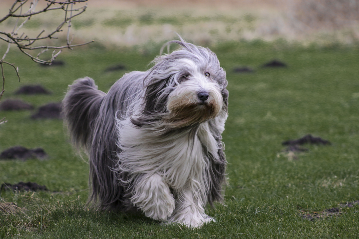 Photo de Bearded collie