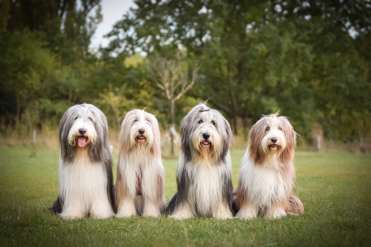 Photo de Bearded collie prise par null