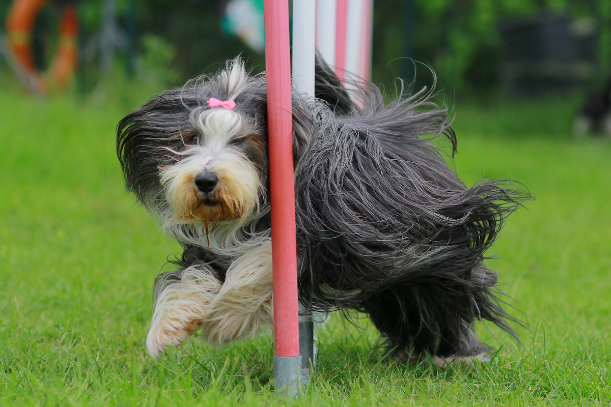 Photo de Bearded collie prise par null