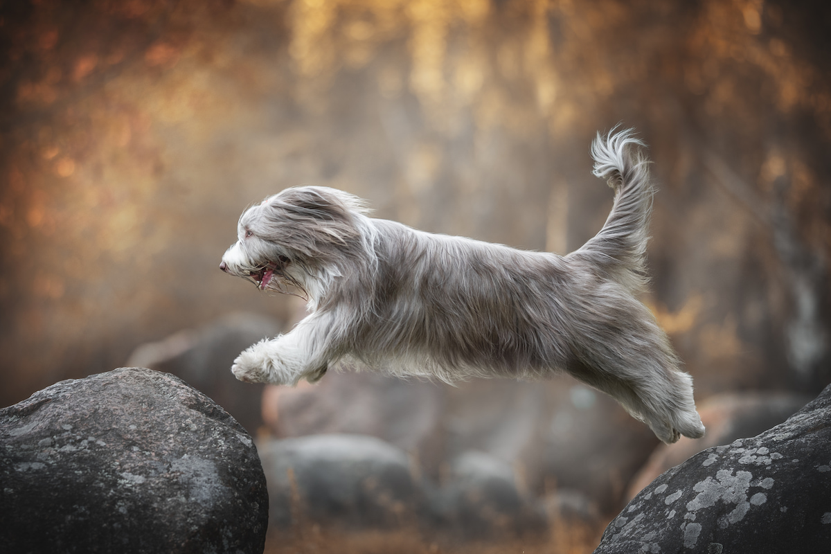 Photo de Bearded collie prise par null