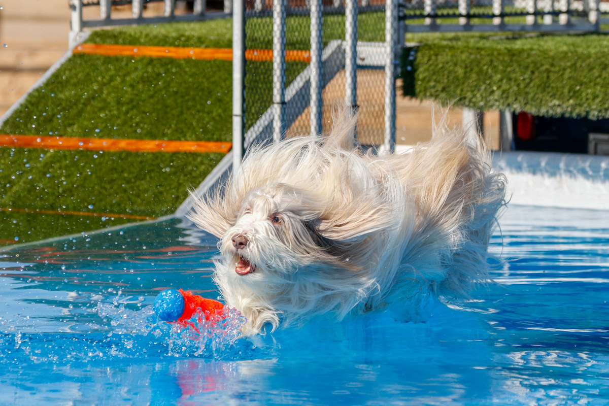 Photo de Bearded collie prise par null